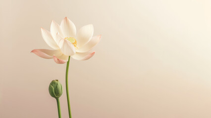Pink American lotus (Nelumbo lutea) flower, graphic design background - obrazy, fototapety, plakaty