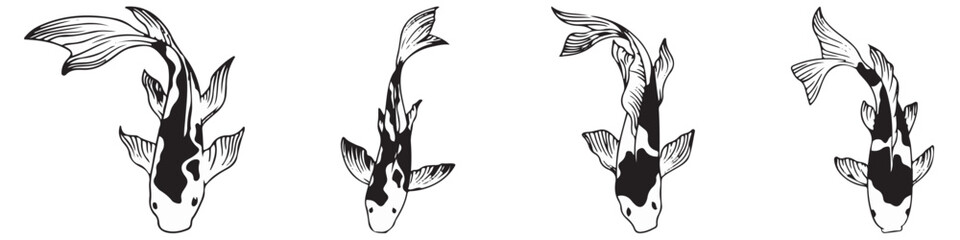 Beautiful koi carp fish illustration in monochrome. Symbol of love, friendship and prosperity.EPS 10