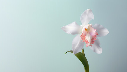 White cattleya orchid flower background, Flowers composition as background project graphic design