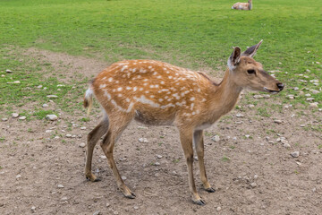 Naklejka na ściany i meble Female of spotted deer on the deer farm in overcast