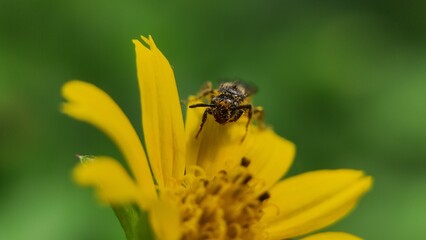 bee take a pollen in nature
