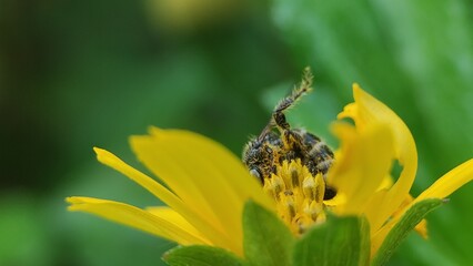 bee take a pollen in nature