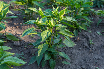 Bush of bell pepper with unripe fruits on a field