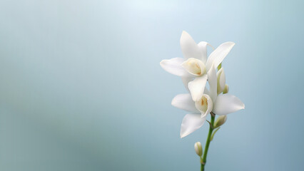 Naklejka na ściany i meble White dendrobium nobile orchid flower background, Flowers composition as background project graphic design