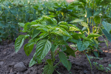 Green basil plant on a field against the other plants