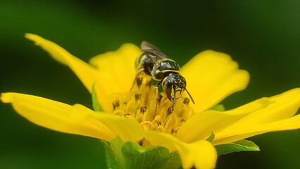 bee on yellow flower