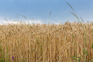 Ripe winter wheat on field edge against the cloudy sky