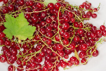 Pile of freshly harvested redcurrant on a white dish