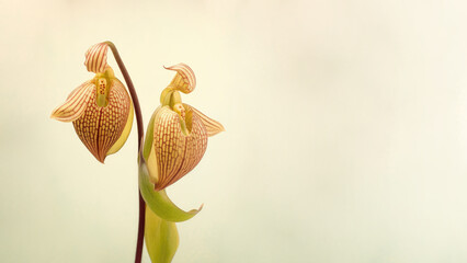 Lady's slipper (Cypripedioideae) orchid flower background, Flowers composition as background project graphic design