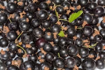 Pile of freshly harvested blackcurrant, top view close-up