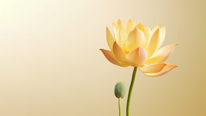 Obraz premium Yellow lotus (Nelumbo nucifera) flower background, Flowers composition as background project graphic design