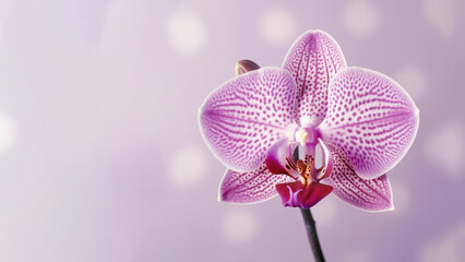 Naklejka na ściany i meble Purple Moth (Phalaenopsis amabilis) orchid flower background, Flowers composition as background project graphic design