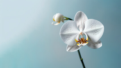 white Moth (Phalaenopsis amabilis) orchid flower background, Flowers composition as background...