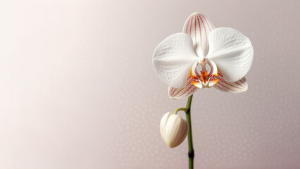 Fototapeta na wymiar white Moth (Phalaenopsis amabilis) orchid flower background, Flowers composition as background project graphic design