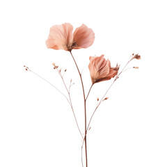 A pink flowered dried plant on transparent background