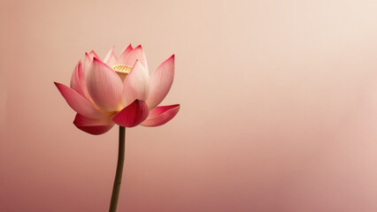Pink Red lotus (Nelumbo nucifera) flower background, Flowers composition as background project graphic design