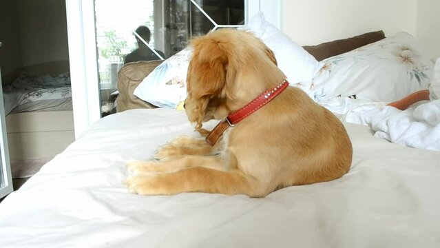 red puppy resting on bed