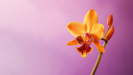 Orange Vanda tessellata orchid flower background, Flowers composition as background project graphic design