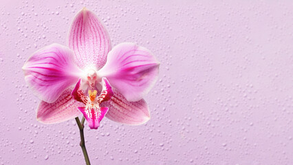 Obraz na płótnie Canvas Pink Vanda tessellata orchid flower background, Flowers composition as background project graphic design