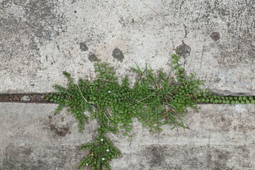 stone wall background