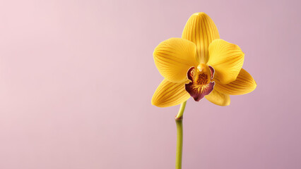 Yellow Vanda tessellata orchid flower background, Flowers composition as background project graphic design