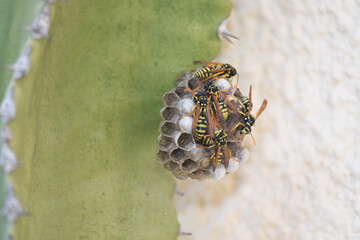 Petit nid de guêpes, avec alvéoles et larves, accroché à un cactus.