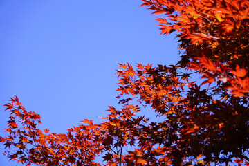 autumn leaves against blue sky