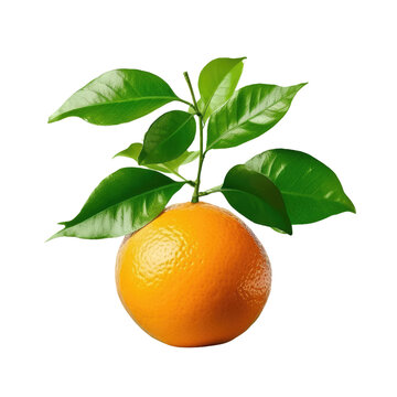 A solitary tangerine on a transparent background with green foliage