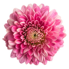 isolated illustration of pink dahlia flower. Created with Generative AI