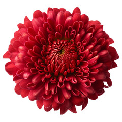 isolated illustration of red dahlia flower. Created with Generative AI