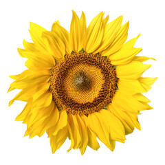 isolated illustration of sunflower flower. Created with Generative AI