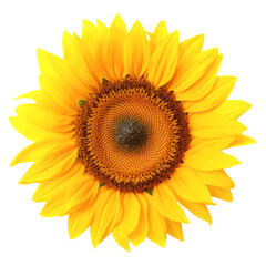 isolated illustration of sunflower flower. Created with Generative AI
