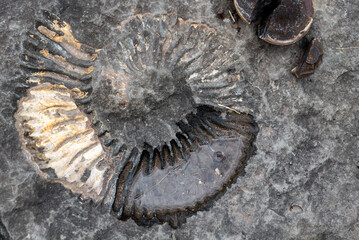 imprint in the stone of an ancient fossil amanite © Sofiia