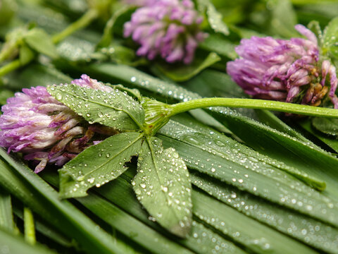 Drops of water lie on freshly cut green couch-grass and clover flowers, plant, herbaceous background
