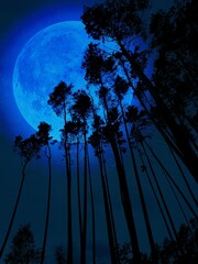 dark pine forest at night against the backdrop of the full moon - obrazy, fototapety, plakaty