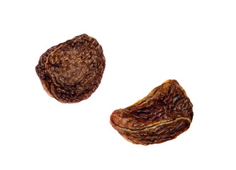 Watercolor illustration of cola nuts isolated on white background.
