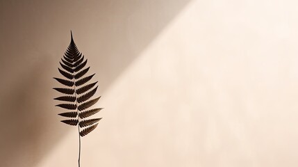 Fern leaf s shadow on a wall Natural backdrop space for text