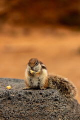 Happy with a nut