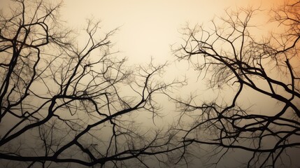 Fototapeta na wymiar Tree branches silhouette as background