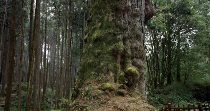 Alishan forest boasts massive ancient trees in alishan national forest recreation area
