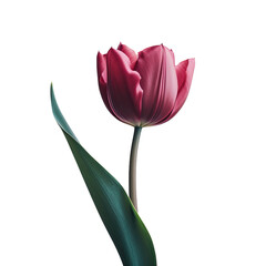 Close up of a burgundy tulip against a transparent background