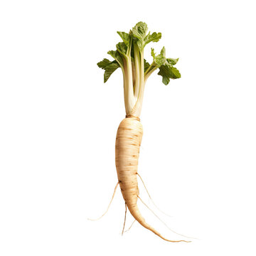 Isolated parsnip root on transparent background with clipping path