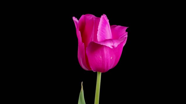 Tulips Blossoms. Beautiful Timelapse of Pink Tulip Flower Blooming on Black Background. 4K.