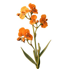 Naklejka premium Lonely orange flower on dark surface