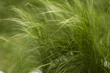 Light and elegant curves of feather grass (stipa). Summer terrace exterior concept. Feather grass found as ornamental plants in the garden design.