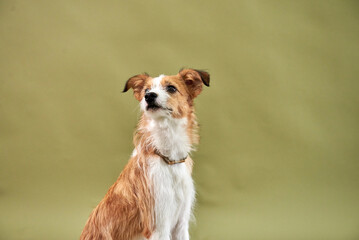 Portraite of cute puppy. Little smiling dog on bright trendy  background. Free space for text.