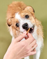 A small stray dog takes a treat from a person's hand