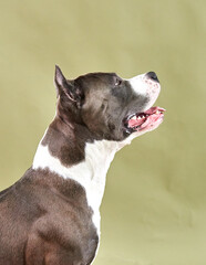 american staffordshire terrier studio photo on green background, copy space