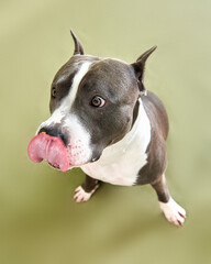 american staffordshire terrier funny tongue licking