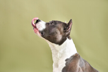 american staffordshire terrier funny tongue licking